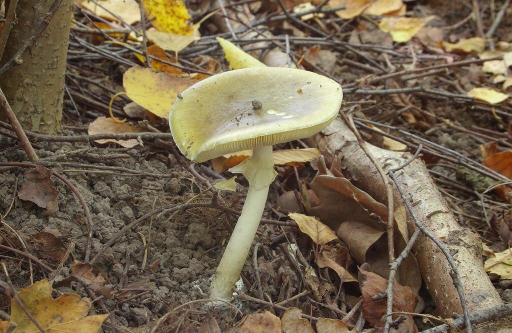 Редкий случай: бледная поганка, правда похожая на поганку (фото И.Лебединского)