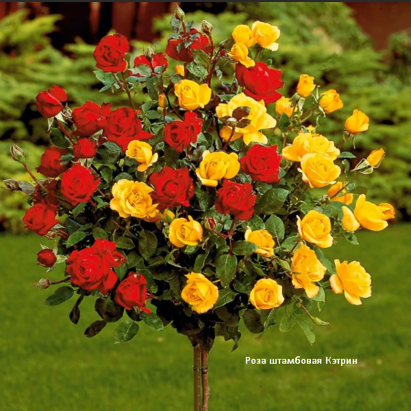 Роза штамбовая Кэтрин. Скрин фото автора