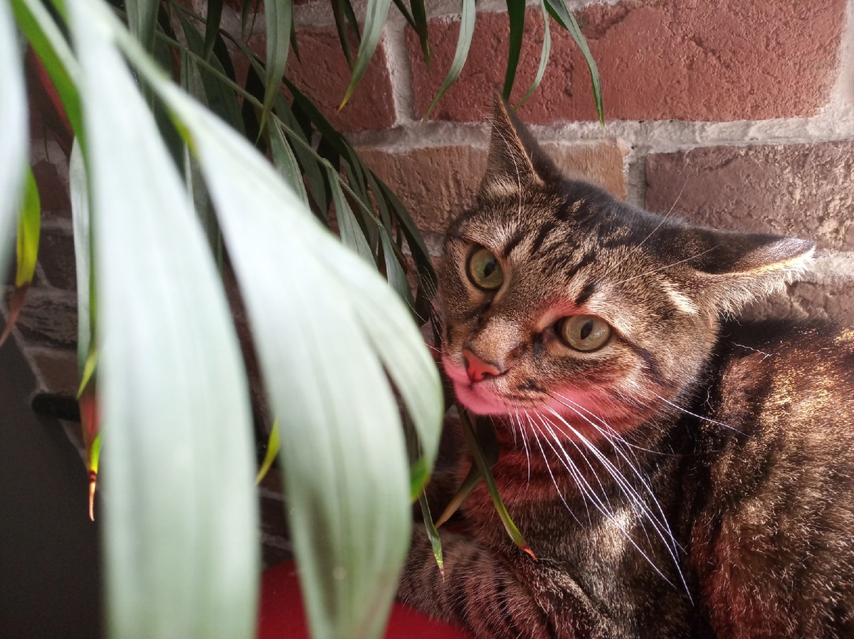 Нашему любимому полосатику уже 11 лет, а ведь ещё недавно он был маленьким хулиганом, нападающим на ноги (фото автора)