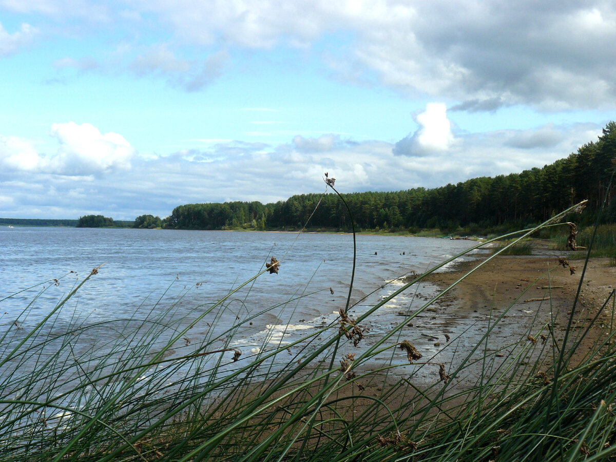 фото автора/на берегу реки Мологи Весьегонск