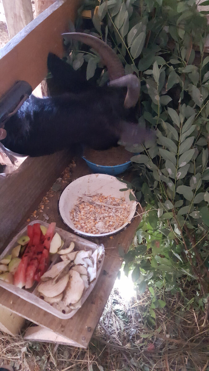 У нашей Милы обед.