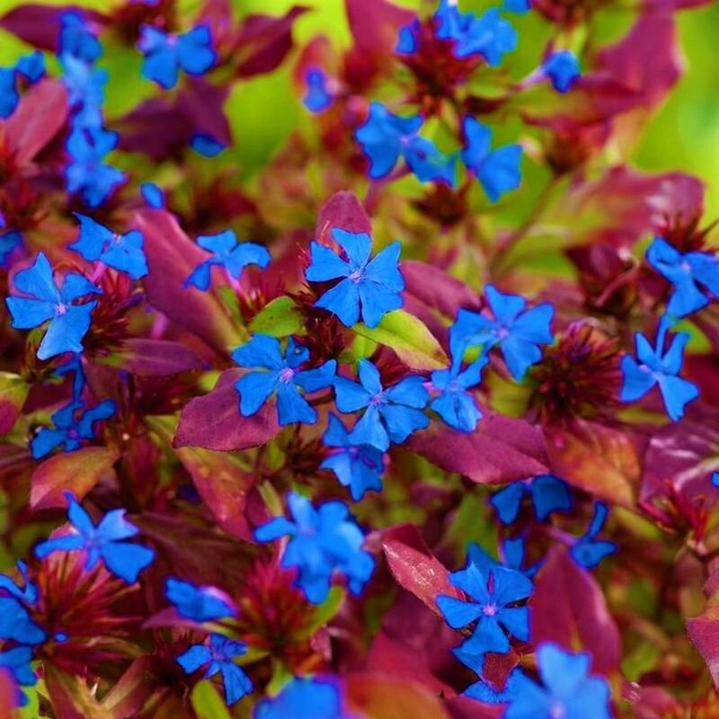 Осеннее цветение цератостигмы. Фото с сайта: https://clck.ru/XyERX.