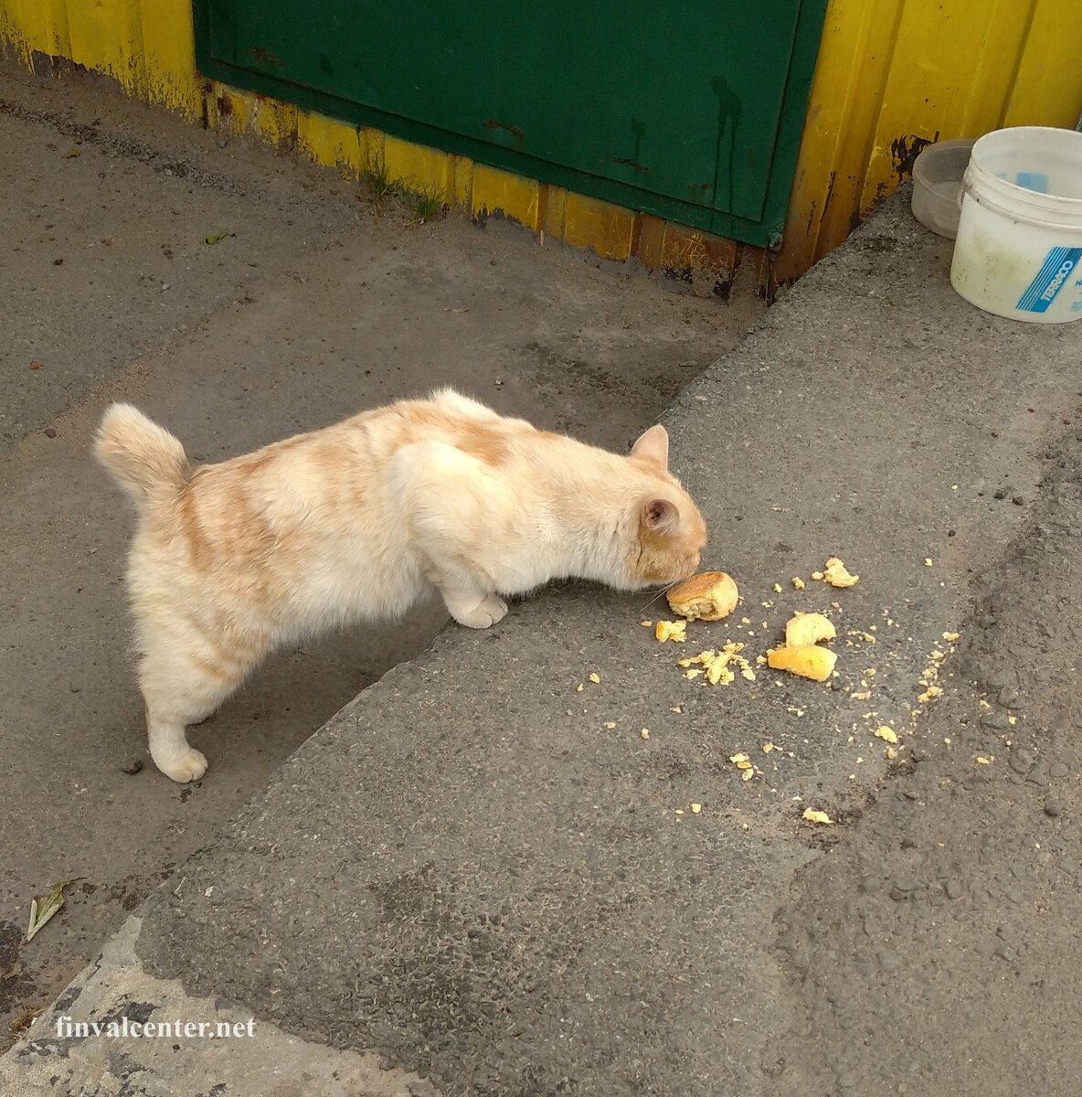Даже уличный кот Пончик, принятый на довольствие местными ребятишками — породистый бобтейл.