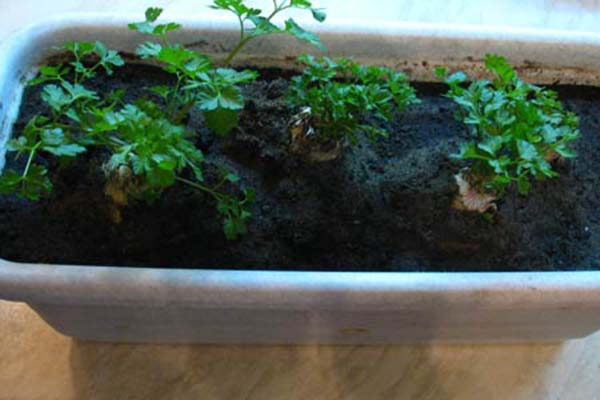 Выращивание зелени в теплице: укроп, петрушка и сельдерей