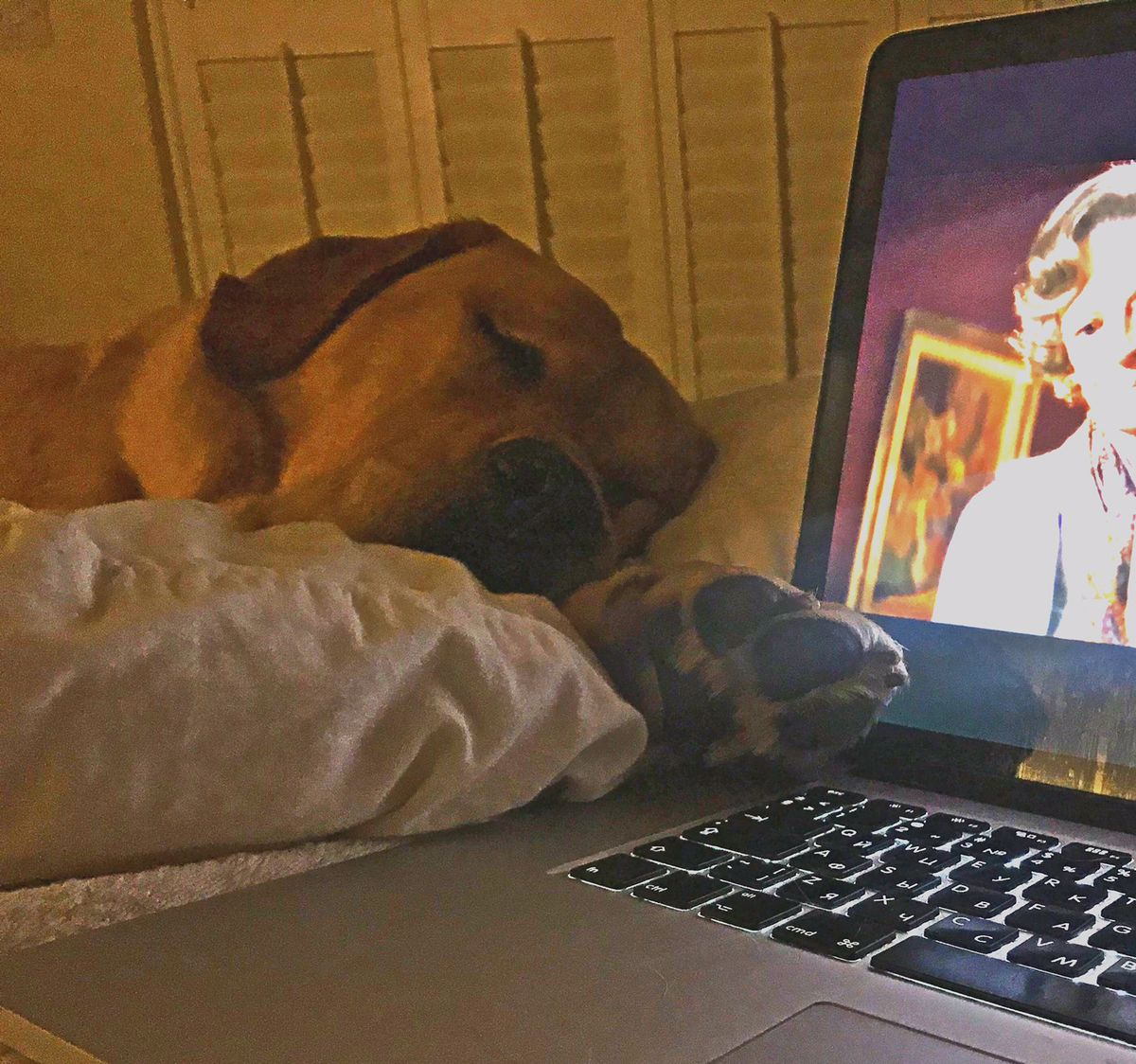 Куда же мы без Куки?! Он в плохую погоду точно никуда не пойдёт. Просмотр английской комедии. Фотография из личного архива.  