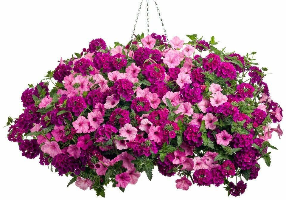 Яндекс картинки