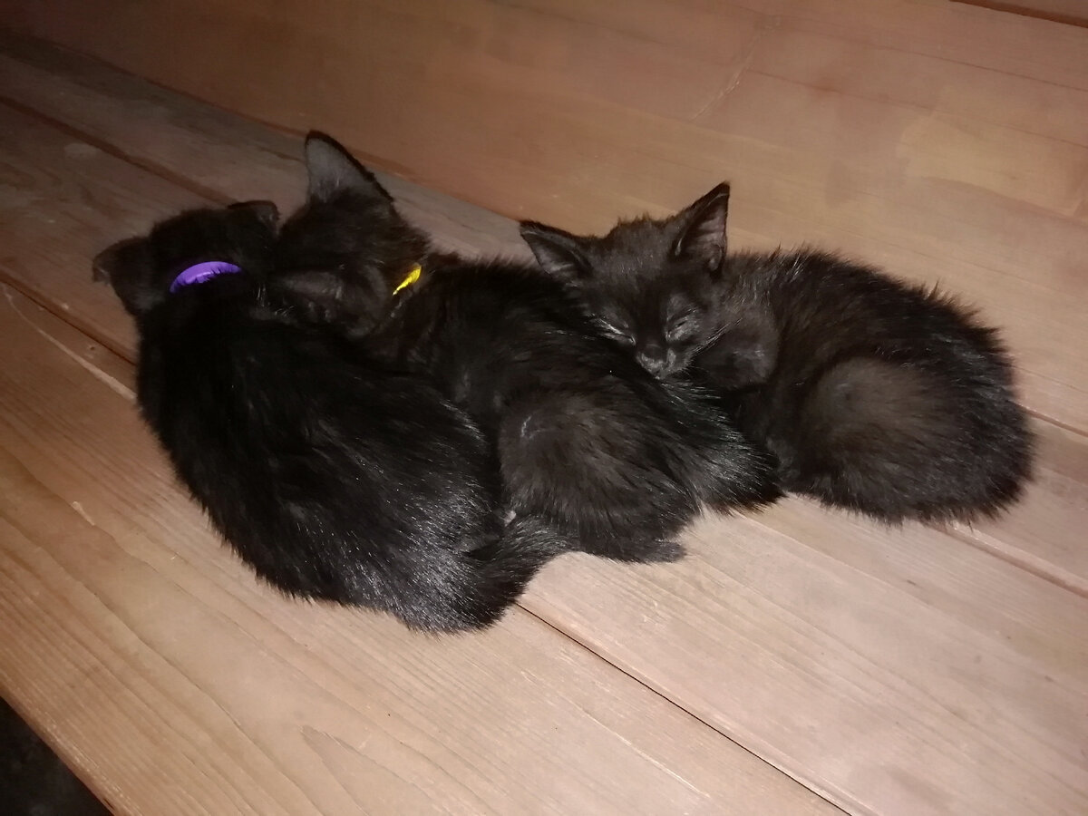 На фото три котенка, одного уже отдали