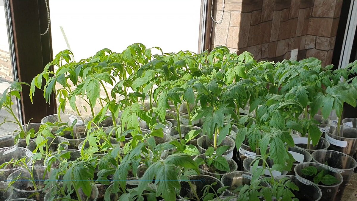 Рассада томатов