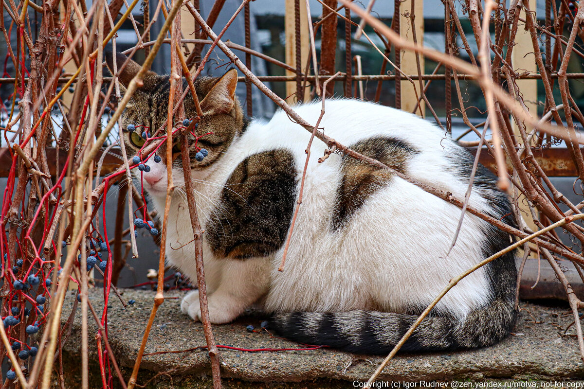 Кошачий город