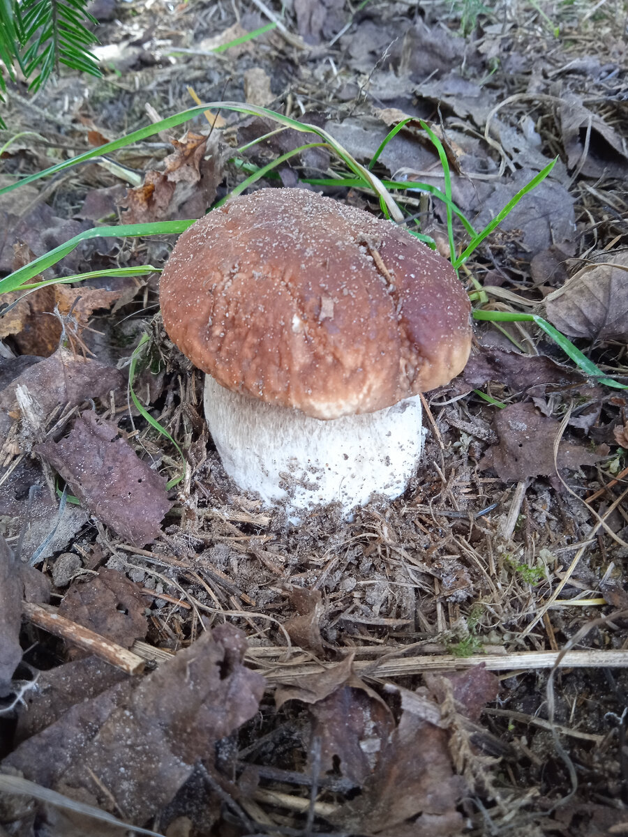 Он же, поближе