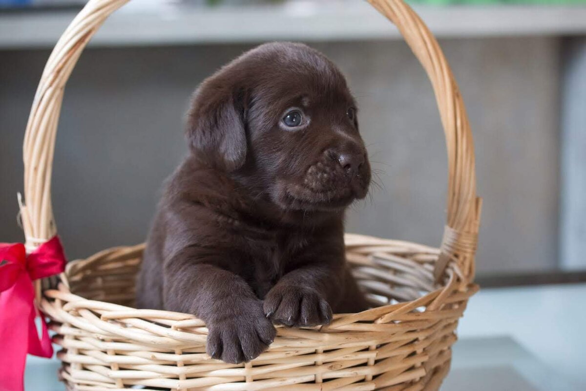 Щенок лабрадора шоколадного окраса