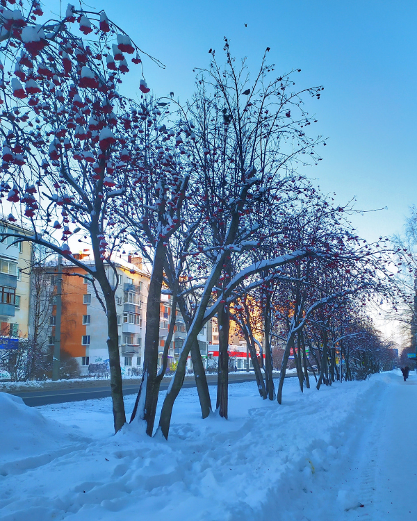 Воскресенская улица с рябинами