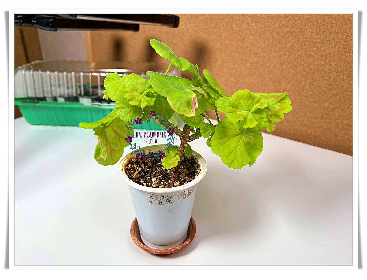 На примере вот этой вот "красотки" покажу-расскажу всё сегодня :)