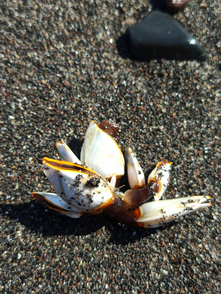 Эти странные ракушки я нашла на пляже