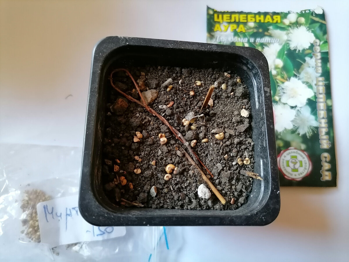 Целебной ауры 2 пакетика, второго 12 семян. 