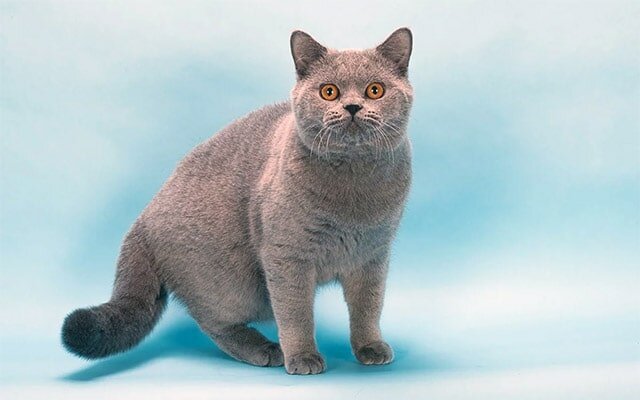Девятая в рейтинге самых дорогих пород кошек – Британская короткошерстная