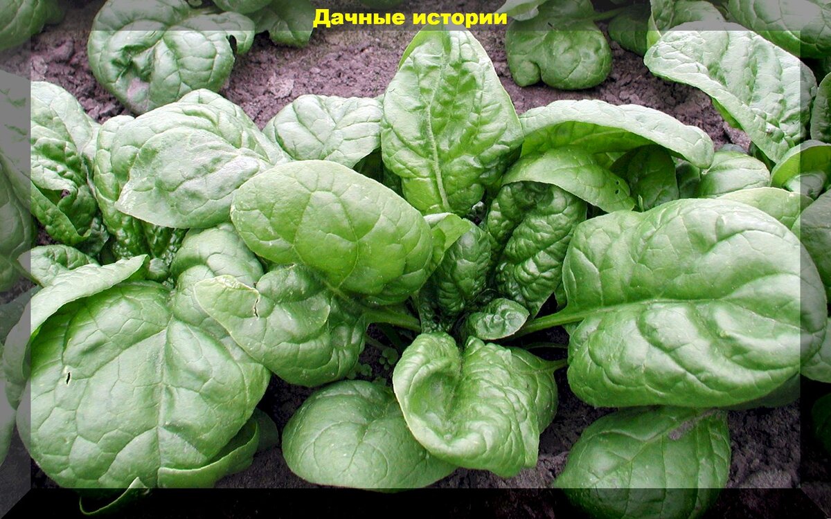 https://vk.com/photo-159774511_457251836