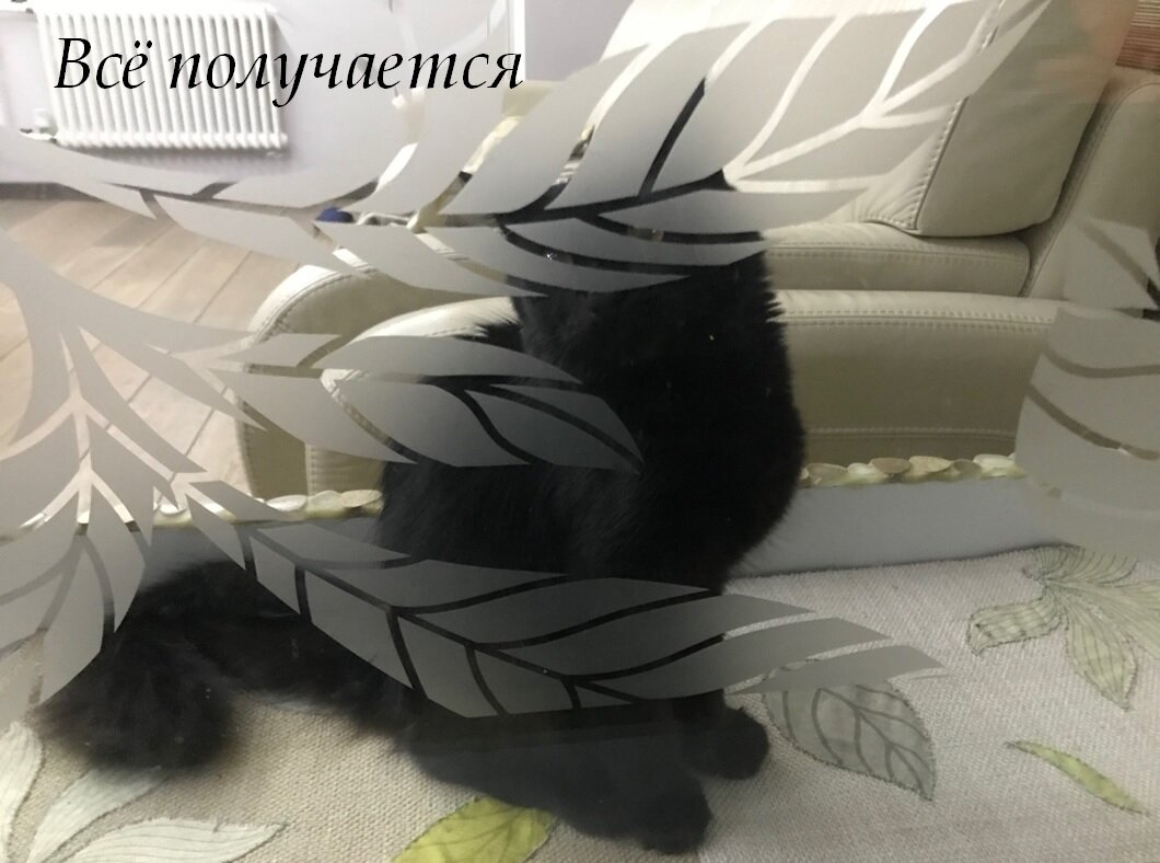 Вот такая у меня Черномурка. Мыться не любит