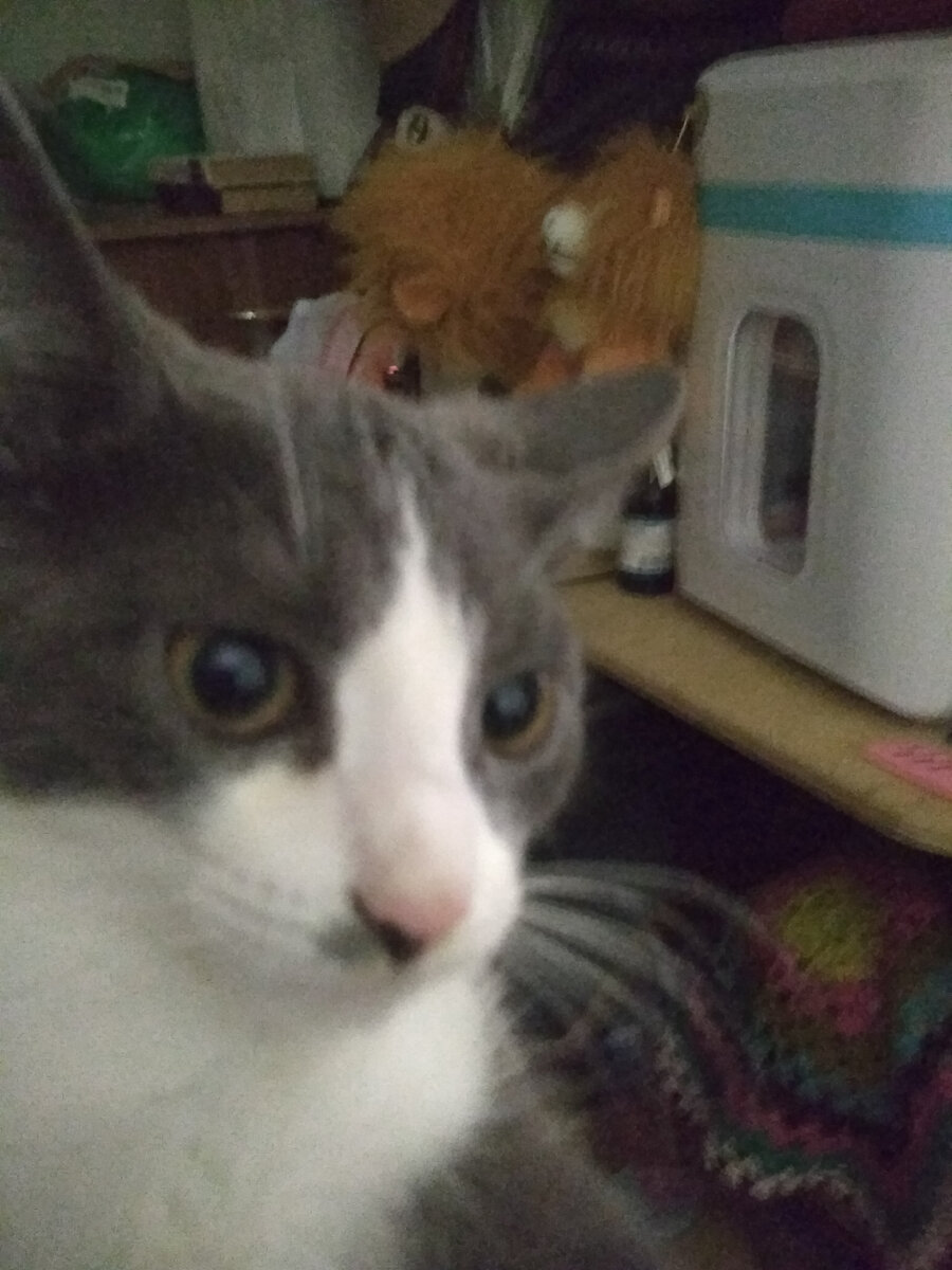 Фунтик у холодильничка для кремов, мазей и ... котиной колбасы