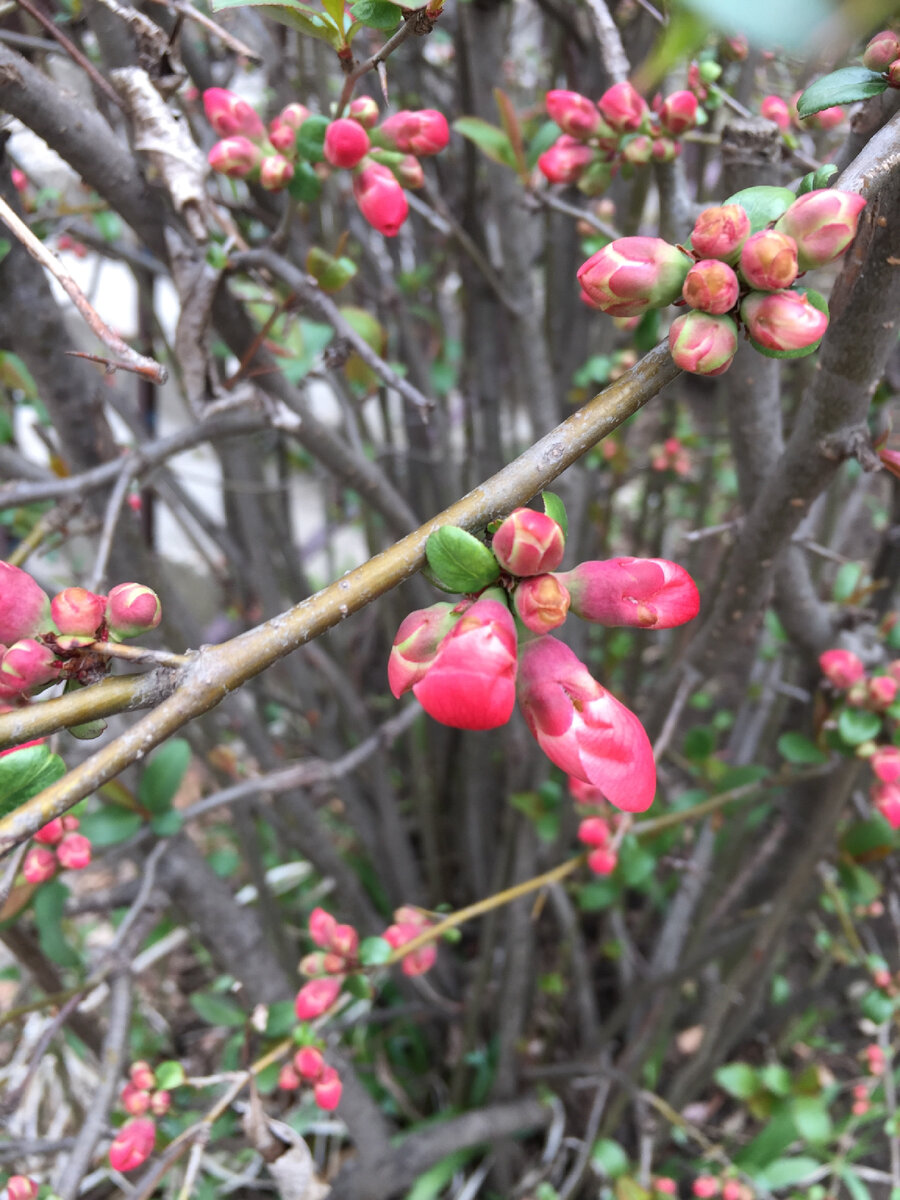 #весна #фотонателефон #кустарник #цветение