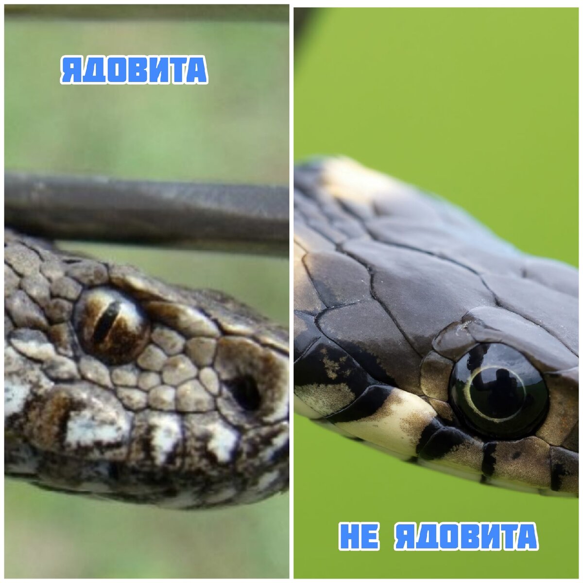 Легкий способ определить, ядовита ли змея: по форме зрачка.