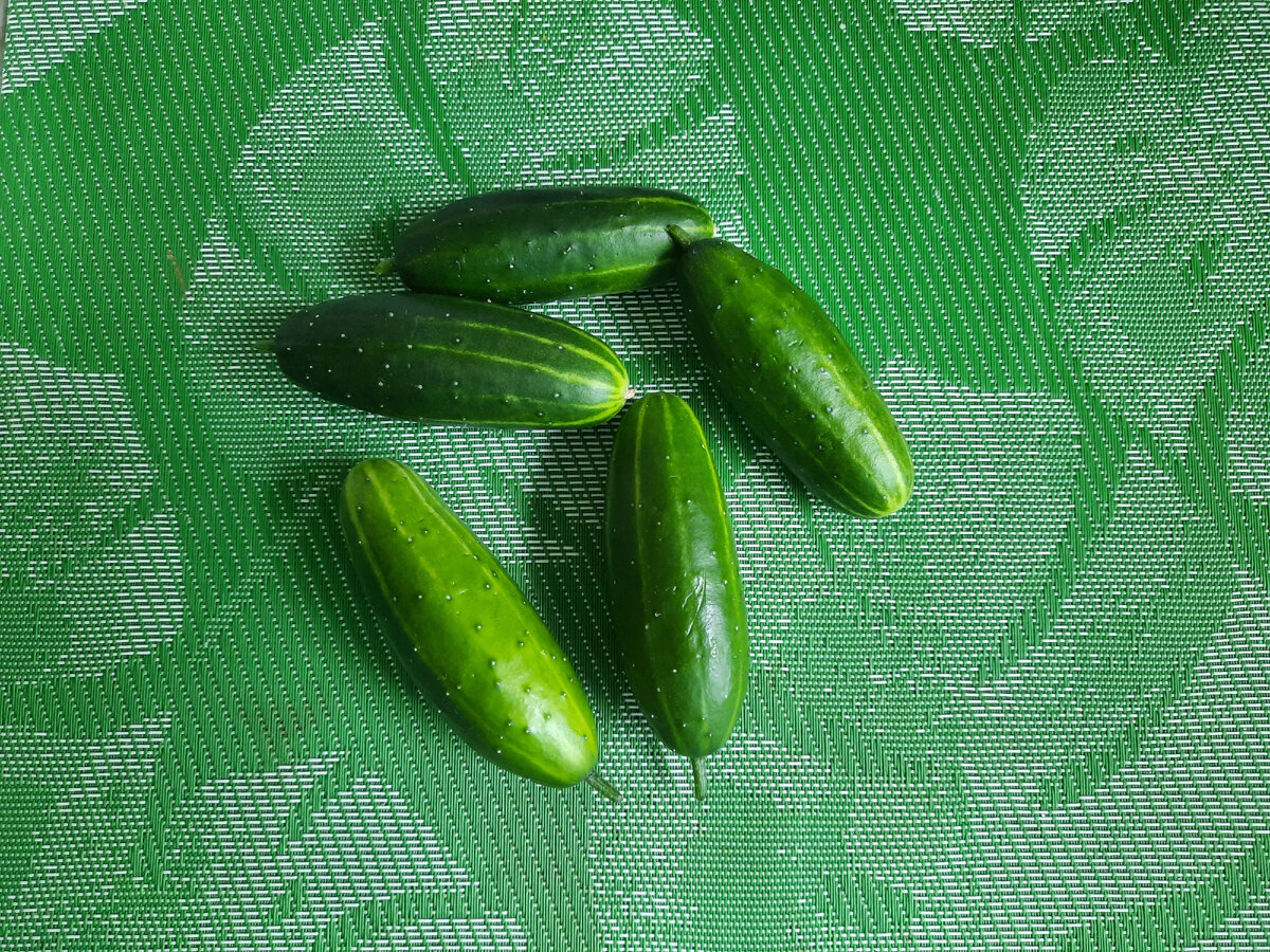 Урожай 🥒🙂