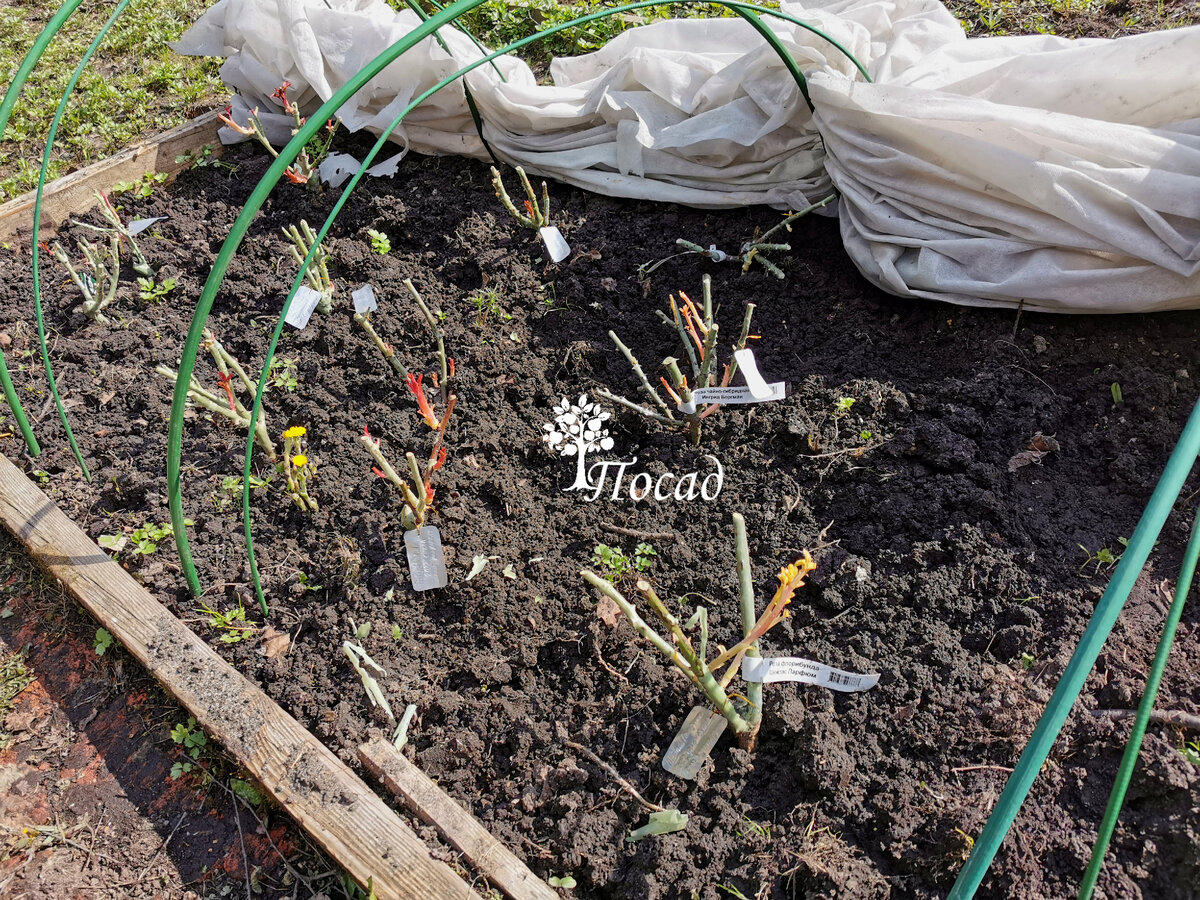 Мои "сироты". Оказалось, что место, которое я планировала под розарий, до мая стоит в воде. Придётся поднимать, привозить землю. Бедные розочки. Радуются солнцу и не знают, что их ещё одна пересадка ждёт.