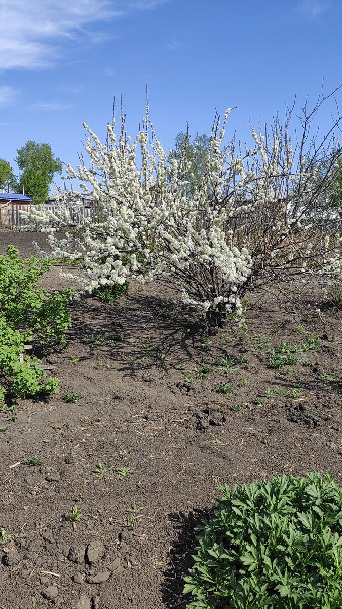 Мороз немножко подпортил красоту.