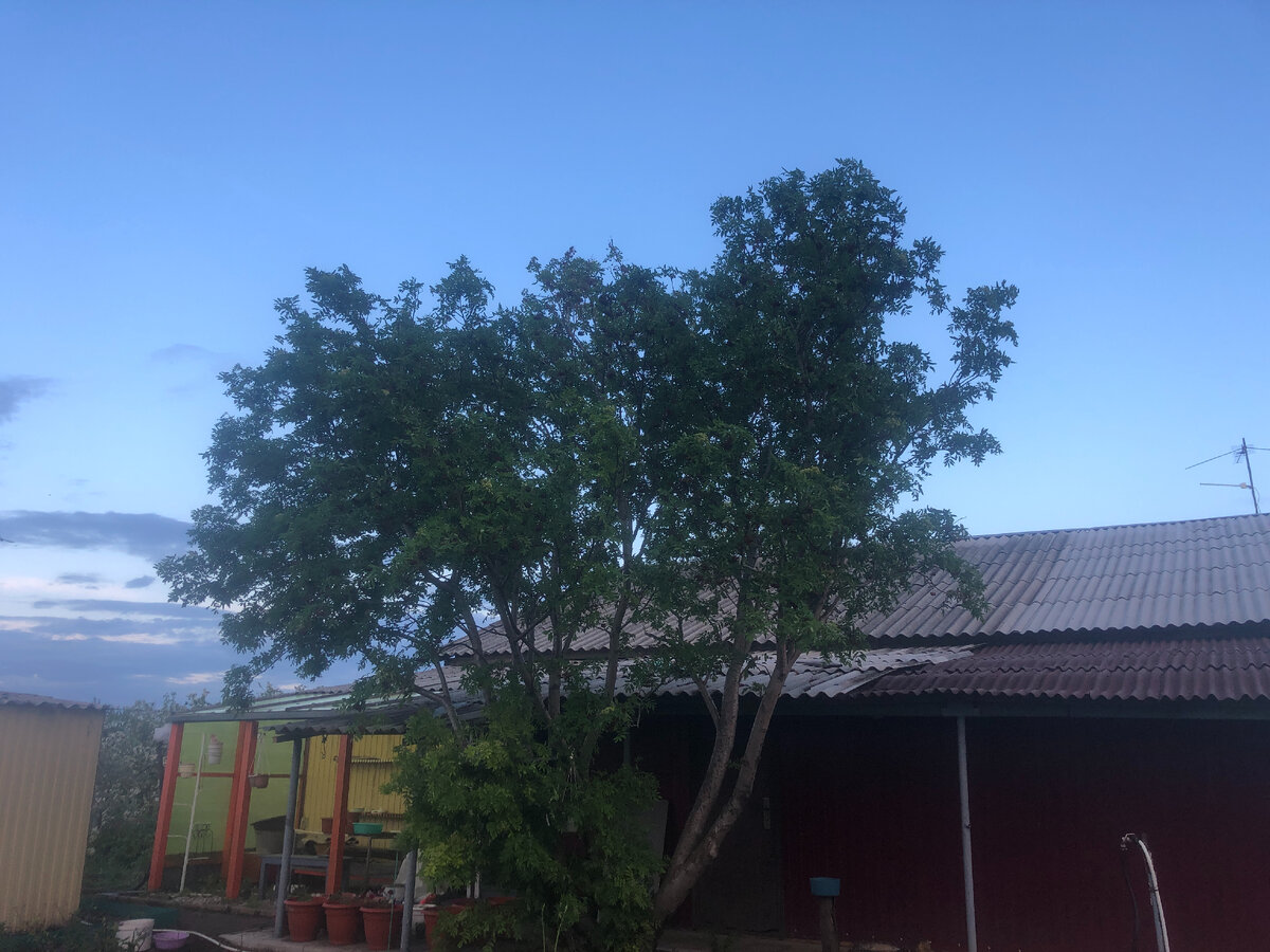 наша старая рябина у крыльца