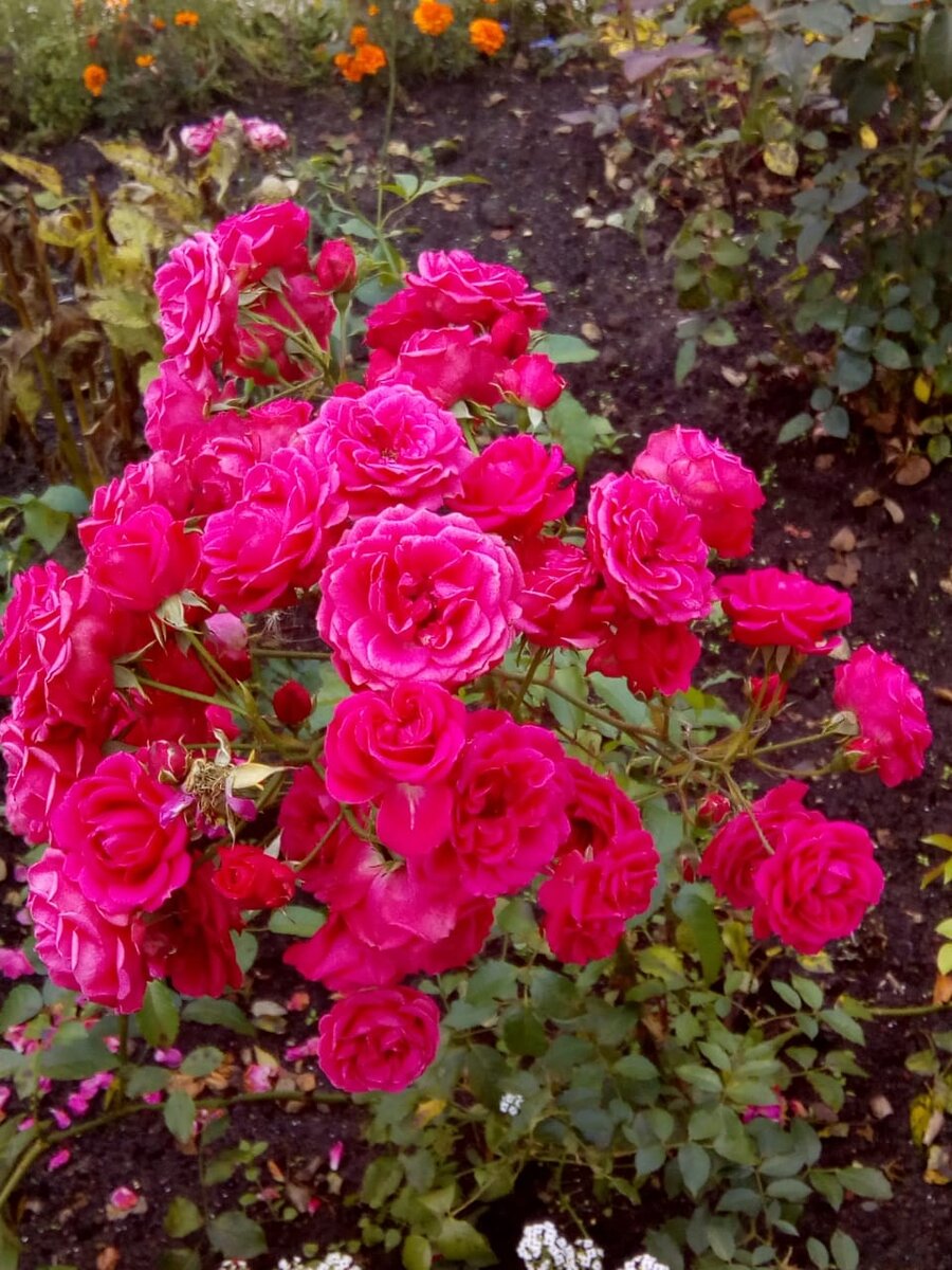 Название сорта неизвестно ( досталась в дар от прежних хозяев дачи)