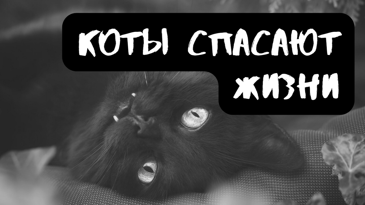 Коты спасают жизни | Страшилки от Чеширки | Дзен