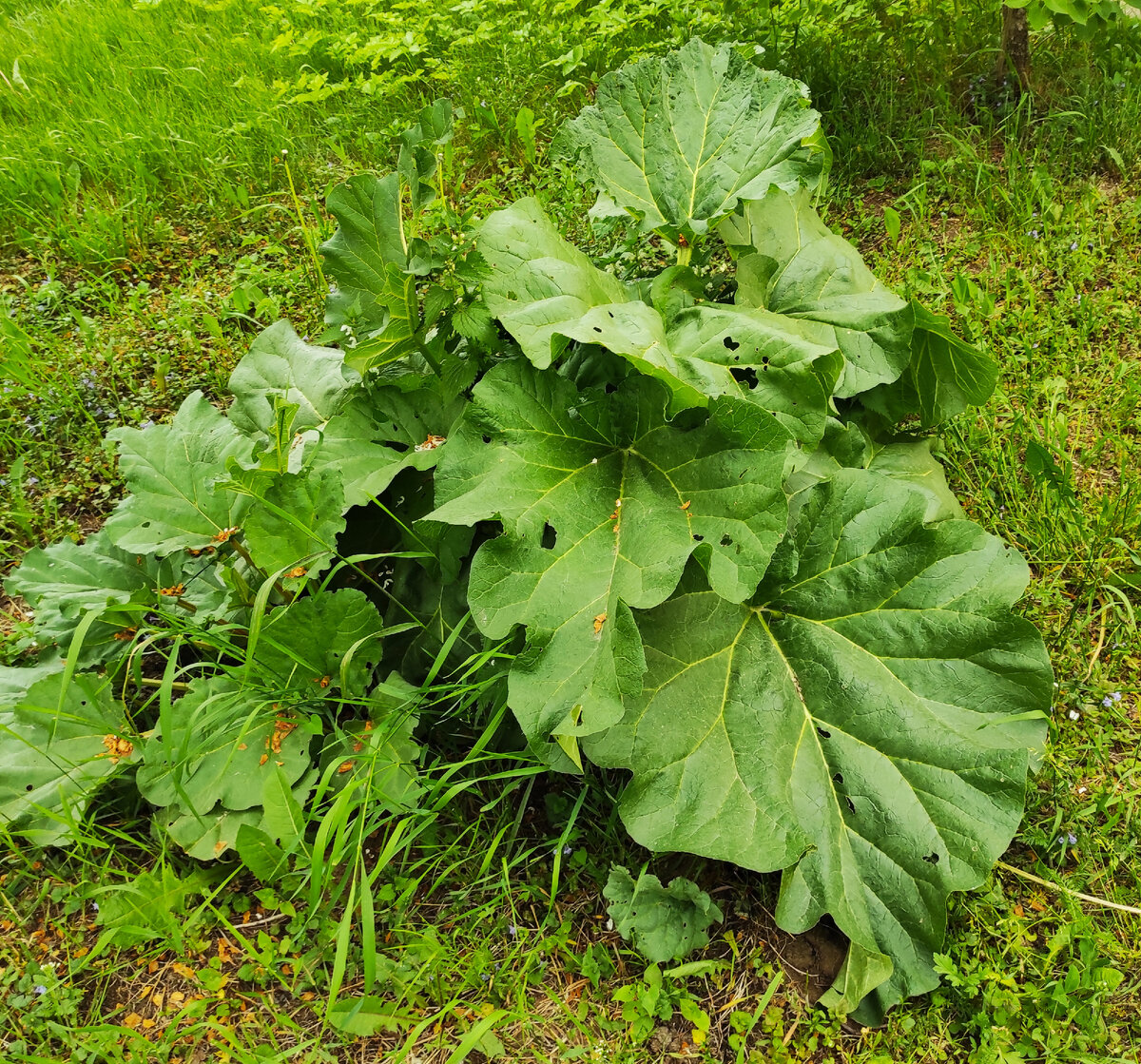 Вот такой у меня вымахал ревень.