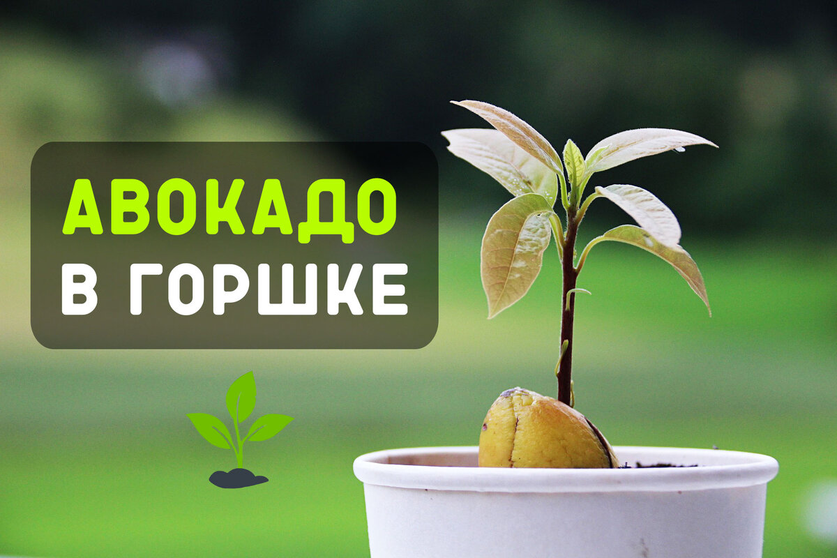 Авокадо в горшке