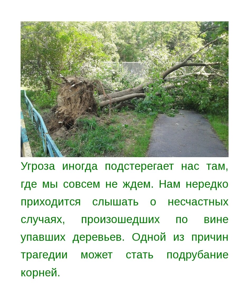 Источник текста и фото: https://treeschool.ru/articles/pochemu-upalo-derevo-podrubanie-kornej/