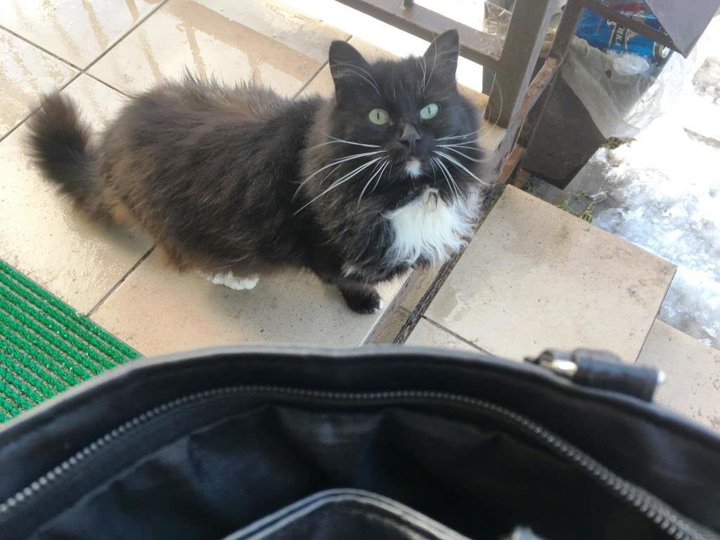 Этот котик всегда попрошайничает возле магазина. И ждет, что я сейчас ему достану из сумки.