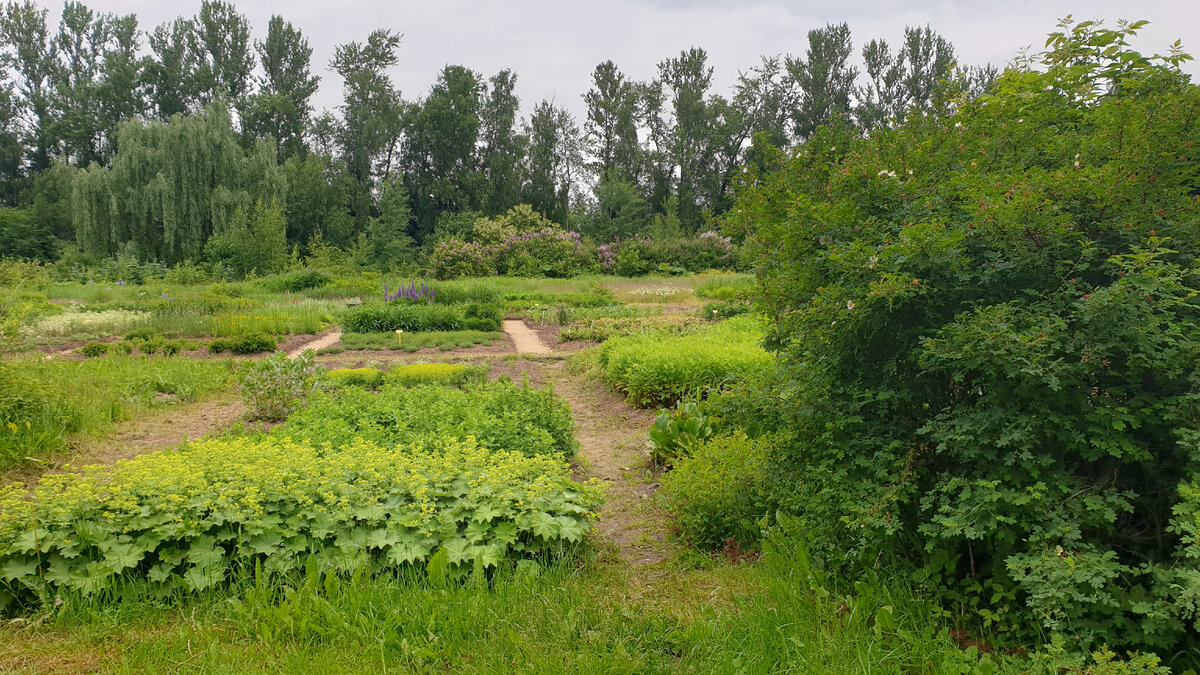 Питомник Чашниково. Чашниково (сельское поселение Пешковское). Колос питомник Ломоносовский. Питомник Ломоносова на Ленинградке.