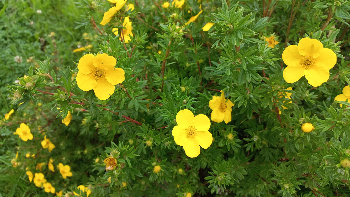 дети - цветы жизни...