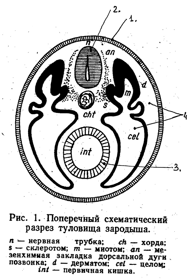 М.Г. Привес и др., «Анатомия человека», «Медицина», Москва, 1974, с.35