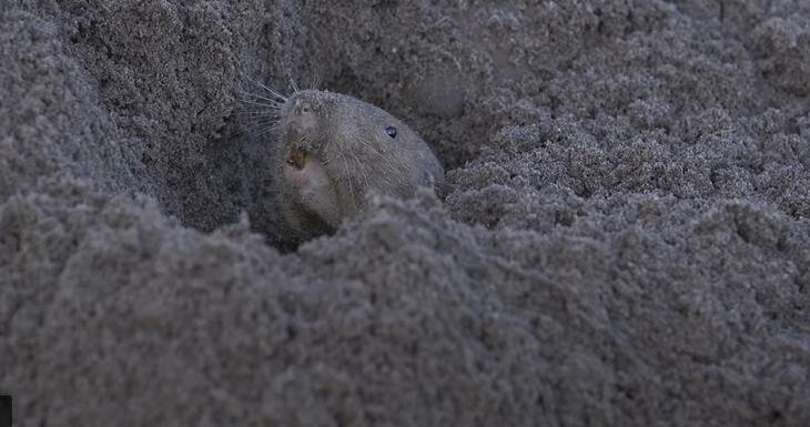    Карманные подземные суслики тоже занимаются сельским хозяйством