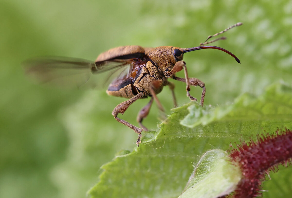 Ореховый долгоносик (Curculio nucum). Мини слоники, которые по обжорству  обойдут и слонов. | Paleo-end-arthropods (Доисторическая фауна и  членистоногие) | Дзен