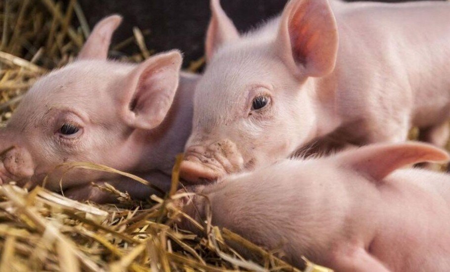 Ставьте лайк, если вам понравилась публикация. Подписывайтесь на канал и будьте в курсе отраслевых событий.