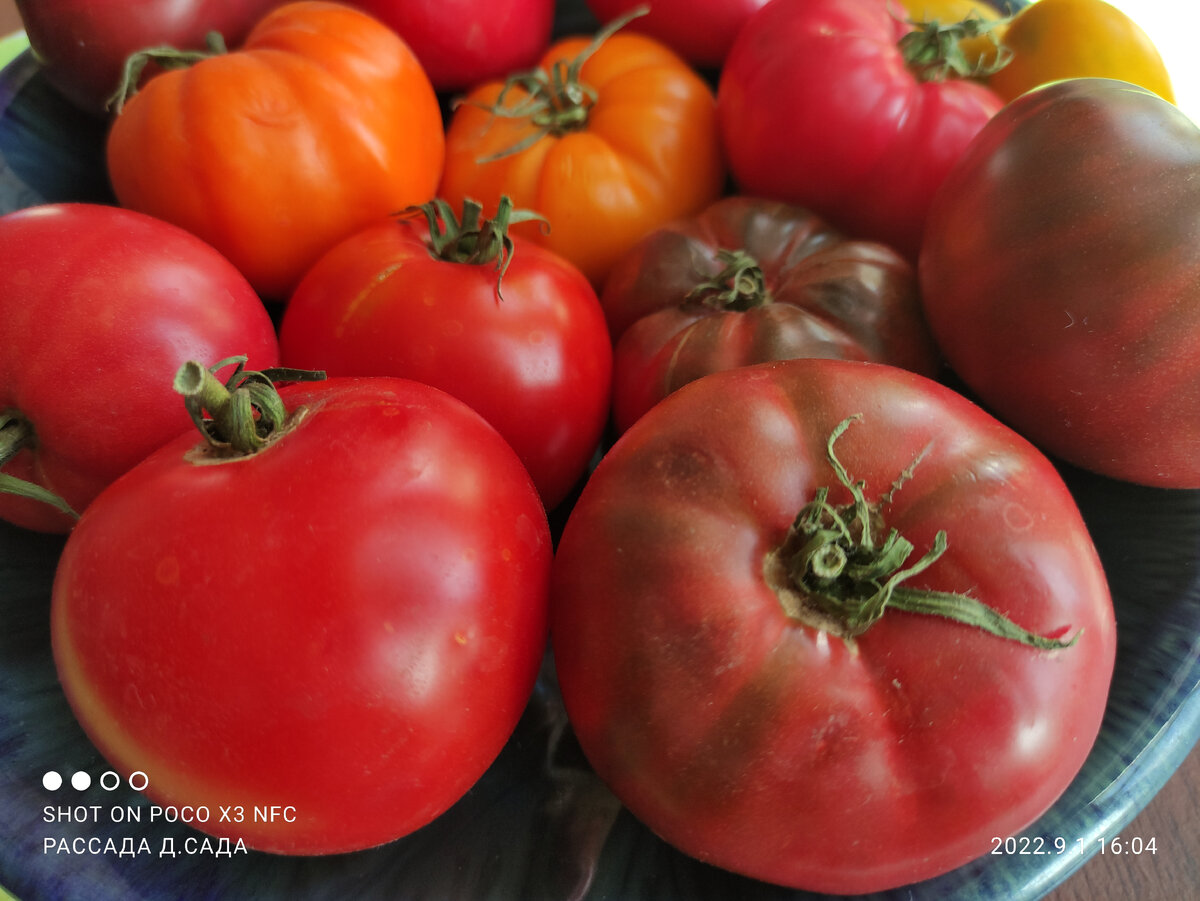 Записала все самые вкусные сорта помидоров этого года. Спасибо читателям заотзывы и фотографии!