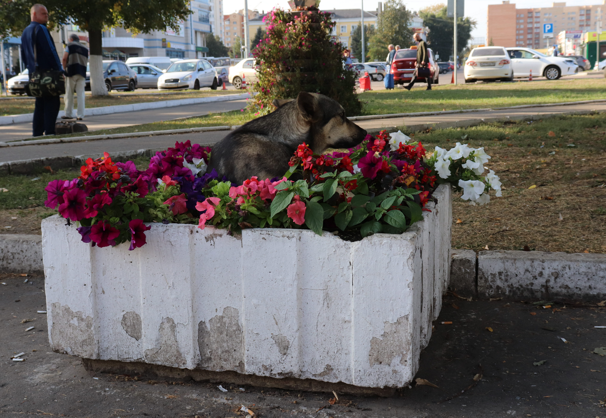 Вот такой пес в цветах мне встретился пару лет назад около станции Голутвин