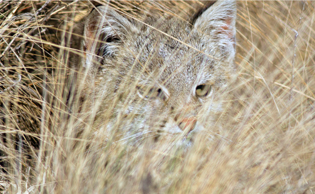 На охоте. Фото: felinosdeargentina.com.ar