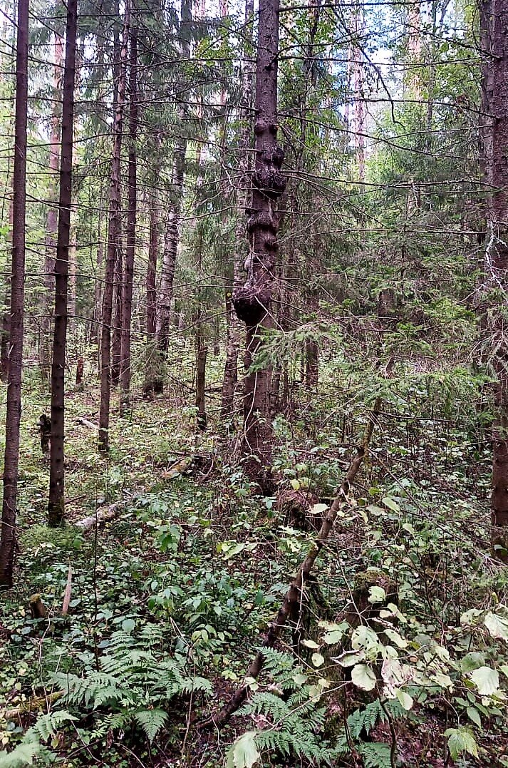 Обычный, среднестатистический лес средней полосы России.