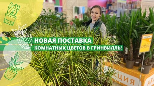 Новая поставка горшечных растений уже в продаже в Гринвилль, успевайте!