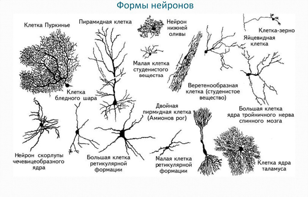 Многообразие нейронов сложно недооценить