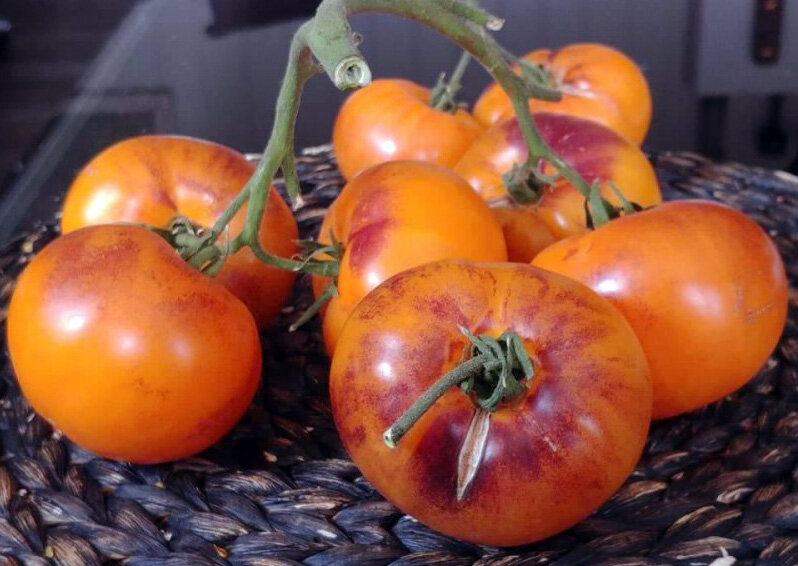 Томаты евпатор описание сорта отзывы. Purple Smudge томат. 2 Сорта помидора. Томат Маунтин Мэджик. Сорт помидор пурпурный смог.