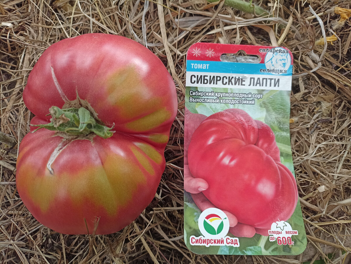 Томат Сибирские лапти. Фото автора