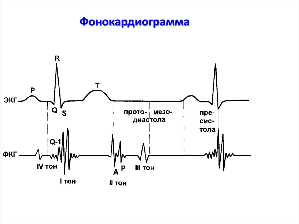 С стола и диастола